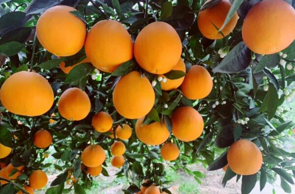 湖北十大熱門(mén)特產(chǎn)，湖北特產(chǎn)產(chǎn)品排行榜前十名