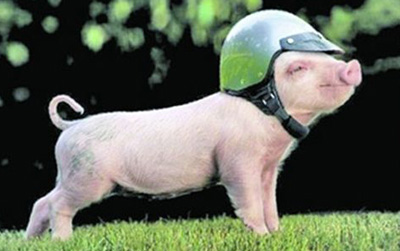 描寫殺豬時的搞笑幽默短句，過年殺豬的說說句子