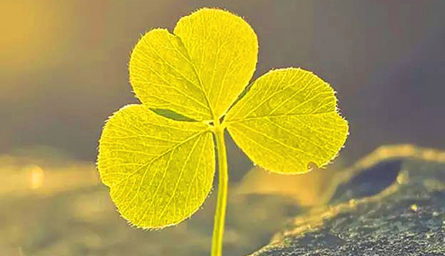 清晨早安心語，一天一句心情早安語