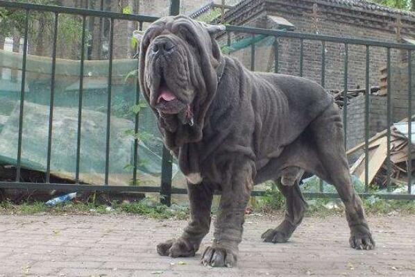 世界十大最危險(xiǎn)猛犬，世界猛犬有哪些？